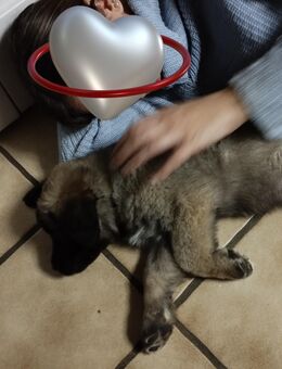 Welpe Kaukase zu verkaufen - Ahlen