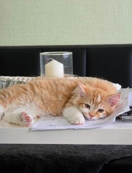 BKH/BLH Mix Kitten - Chemnitz