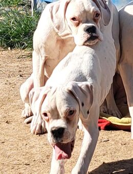 Mina, Kira und Sammy suchen noch - Moosthenning