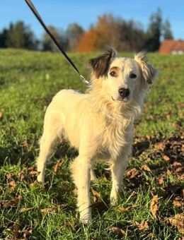 Jimmy möchte sein Herz verschenken... - Hagen (Stadt der FernUniversität)