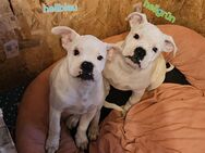 2 süße Englische Bulldogge / BoxerMix Rüden suchen ein Zuhause