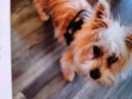 Yorkshire terrier - Aurich