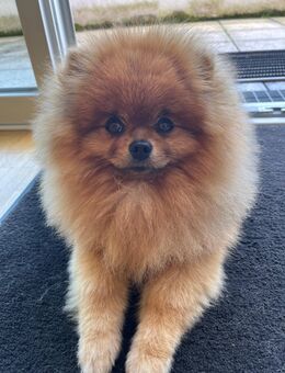 Pomeranian Zwergspitz Deckrüde KEIN VERKAUF - Schriesheim Zentrum