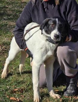 Soziale STELLA ist ♥️ auf vier 🐾🐾 - München