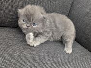 Reinrassige Perser Kitten blau - Zülpich