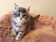 Maine Coon Kitten - Nienburg (Weser)