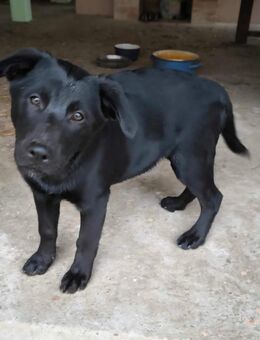 Pechschwarze Mocca - Tholey