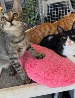 Neptun & Poseidon - griechisches Doppel - Walluf