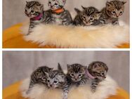 Bengalkitten mit Stammbaum, EU-Impfausweis, geimpft und mit Thermochip - Lünen Zentrum