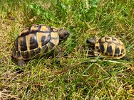 Verkaufe junge griechische Landschildkröten - Sülzetal