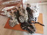 Bengal Katzen XXXL Rosetten - Neuwied