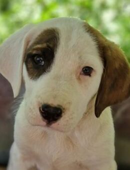 Mäx, geb. ca. 01/2024, Griechenland - Euskirchen