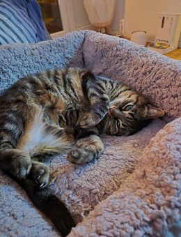 2 Liebevolle Katzen abzugeben - Güstrow