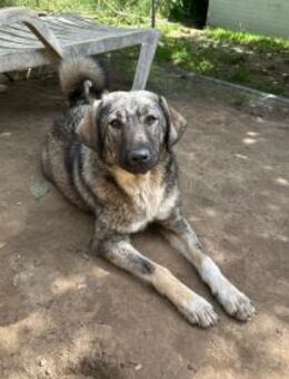 Cloé, freundliche Schäferhund-Mix-Hündin - Vaterstetten