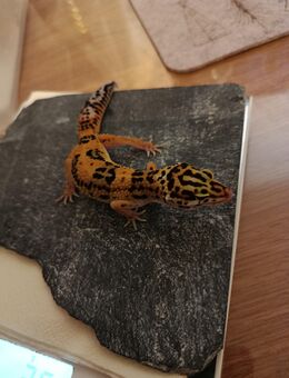 Leopardgecko - Oer-Erkenschwick