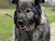 in SachsenAnhalt wartet ganz tolle Hund - Augsburg