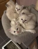 Neva Masquarade in 66620