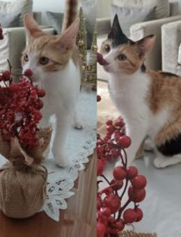 Phivos und Athena aus dem Tierschutz - Grevenbroich