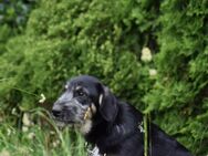 Unsere vier Terriermischlingswelpen Tara, Maggy, Jonny und Willy ca 5 Monate alt und ca 35-45 cm groß - Angern