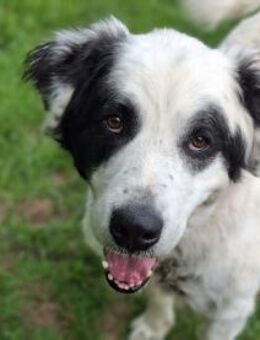 Falco su. hunderefahrene Menschen - Neuhausen (Spree)