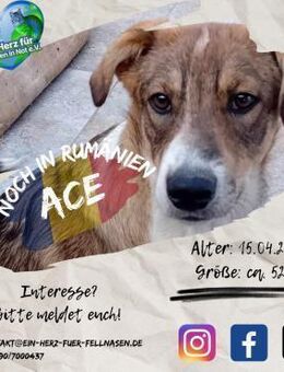 ACE - bereit für den Umzug zu Dir :-) - Waakirchen