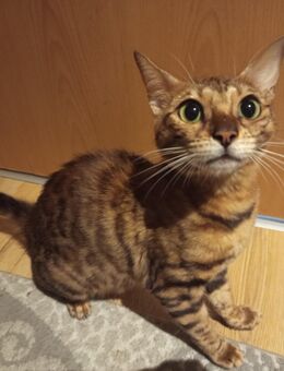 Bengal Katze - Velbert