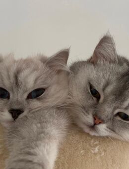 Ich suche ein liebevolles Zuhause für meine beiden Stubentiger - Oberhausen