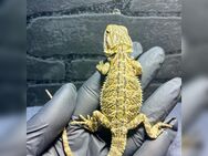 Bartagame No3 (pogona vitticeps) Weibchen Citrus NZ 7/2024 - Hamburg Wandsbek