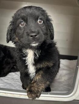 Zuckersüßer, freundlicher MICI sucht...! - Korschenbroich