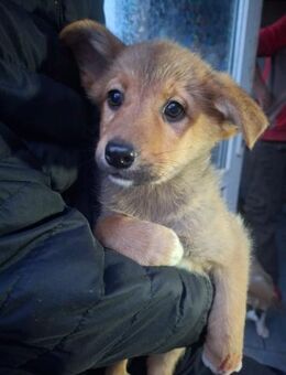 Emilio ein Blick zum verlieben - Celle