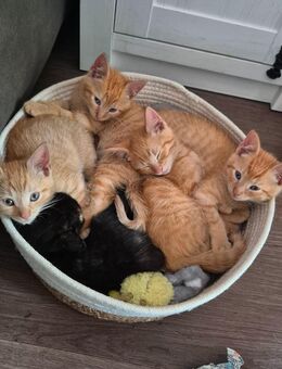 Katzenbabys suchen ein neues liebevolles Zuhause - Hamburg