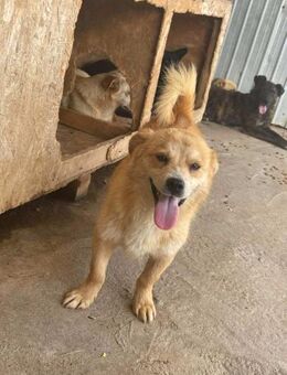 Süßer Rüde B627 sucht sein Zuhause - Neuberg