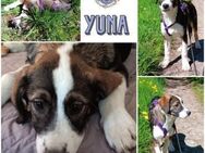 YUNA * Hundemädchen, lieb & bildhübsch - Duisburg