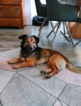 Percy - eine kleine Sonne auf 4 Pfoten - Berlin