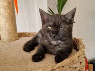 Maine Coon Mix - Bremen