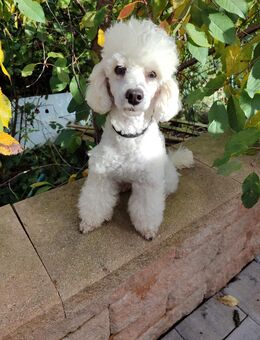 Pudel - Zwergpudel - Hamm