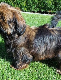 Shih Tzu / Bolonka Zwetna Welpe (Rüde, schwarz-braun, fast stubenrein) sucht ein neues zu Hause - Westerkappeln