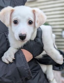 zauberhafter, süßer Welpe Sirius - Kallmünz