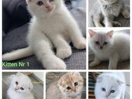 BKH Kitten in liebevolle Hände abzugeben - Osnabrück