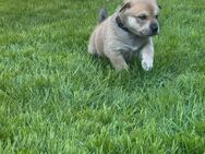 Husky Labrador mix (Balu) - Imsweiler