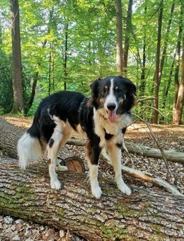💙Karli 💙sucht seine Menschen - Freilassing
