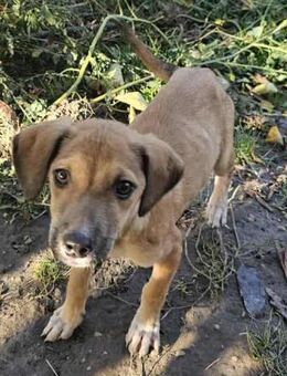kleine PENNY sucht Zuhause - München