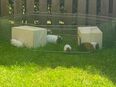 Meerschweinchen Familie in gute Hände abzugeben. Es sind zwei Mütter mit jeweils einem Baby. Ein baby( Weibchen) ist am 18.04. geboren und das andere Baby am 20.04. (Männchen) in 22045