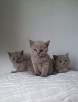 🐾 Liebevolles Zuhause für unsere BKH-Kitten gesucht 🏡💖 - Nörten-Hardenberg