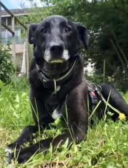 BLACKY ist sehr sensibel + ruhig ♥️ - München