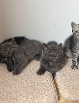 5 wundervolle Babykatzen zum abgeben - Mainz