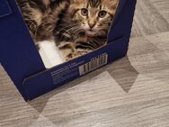 Maine Coon Kitten - Nauort