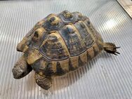 Griechische Landschildkröte (Testudo hermanni-hermanni) - Weil (Rhein) Zentrum