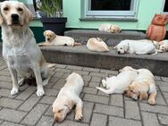💛 Labrador Welpen in liebevolle Hände abzugeben 🤍 - Großengottern