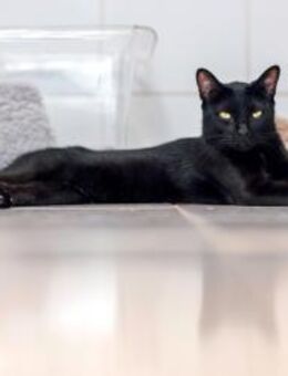 Katze Black 3 - Bochum